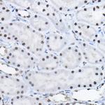 BCAS2 Antibody in Immunohistochemistry (Paraffin) (IHC (P))