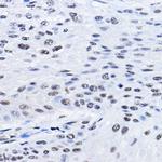 BCAS2 Antibody in Immunohistochemistry (Paraffin) (IHC (P))