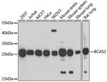 BCAS2 Antibody in Western Blot (WB)