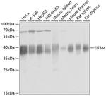 PCID1 Antibody in Western Blot (WB)