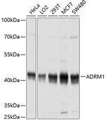 ADRM1 Antibody in Western Blot (WB)