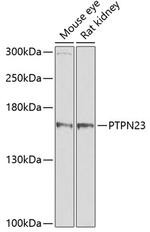 PTPN23 Antibody in Western Blot (WB)