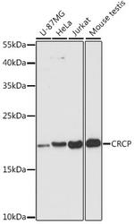 CRCP Antibody in Western Blot (WB)