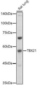 T-bet Antibody in Western Blot (WB)