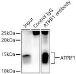 ATPIF1 Antibody in Immunoprecipitation (IP)