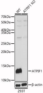 ATPIF1 Antibody in Western Blot (WB)