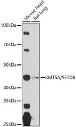 SETD8 Antibody in Western Blot (WB)