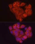 AHCY Antibody in Immunocytochemistry (ICC/IF)