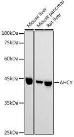 AHCY Antibody in Western Blot (WB)