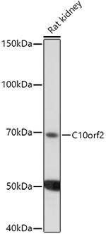 PEO1 Antibody in Western Blot (WB)