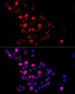 GMNN Antibody in Immunocytochemistry (ICC/IF)