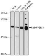 p23 Antibody in Western Blot (WB)