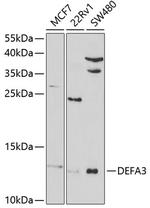 Defensin alpha-3 Antibody in Western Blot (WB)