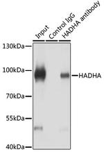 HADHA Antibody in Immunoprecipitation (IP)