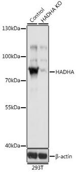 HADHA Antibody