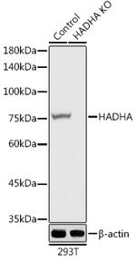 HADHA Antibody in Western Blot (WB)