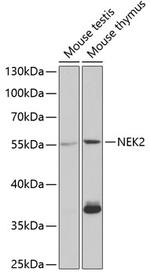 NEK2 Antibody in Western Blot (WB)