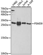 PSMD9 Antibody in Western Blot (WB)