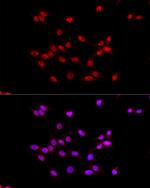 EED Antibody in Immunocytochemistry (ICC/IF)