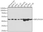 EBP1 Antibody in Western Blot (WB)