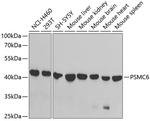 PSMC6 Antibody in Western Blot (WB)