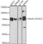 Nectin 2 Antibody in Western Blot (WB)