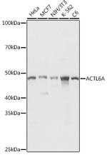 BAF53A Antibody in Western Blot (WB)