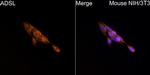 ADSL Antibody in Immunocytochemistry (ICC/IF)