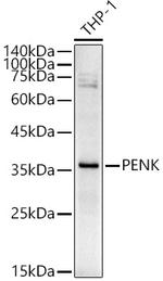 PENK Antibody in Western Blot (WB)