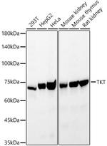 Transketolase Antibody in Western Blot (WB)