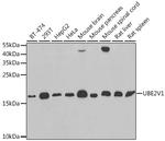 UBE2V1 Antibody in Western Blot (WB)