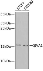 SIVA1 Antibody in Western Blot (WB)