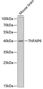 Tnfaip6 Antibody in Western Blot (WB)