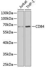 CD84 Antibody in Western Blot (WB)