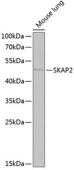 SKAP2 Antibody in Western Blot (WB)