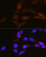 NRBF2 Antibody in Immunocytochemistry (ICC/IF)