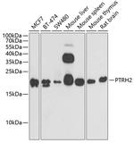 Bit1 Antibody in Western Blot (WB)