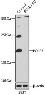 POLE3 Antibody in Western Blot (WB)