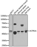 ACTR1A Antibody in Western Blot (WB)