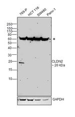 Claudin 2 Antibody in Western Blot (WB)