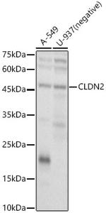 Claudin 2 Antibody in Western Blot (WB)