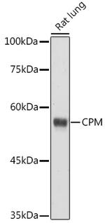 Carboxypeptidase M Antibody in Western Blot (WB)