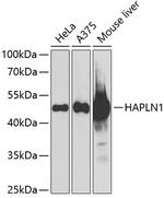 HAPLN1 Antibody in Western Blot (WB)