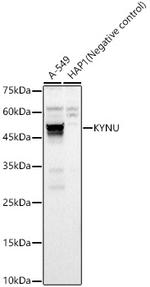 KYNU Antibody in Western Blot (WB)