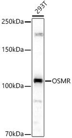 OSMR Antibody in Western Blot (WB)