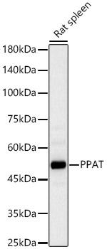 PPAT Antibody in Western Blot (WB)