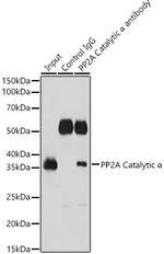 PP2A alpha Antibody in Immunoprecipitation (IP)