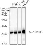 PP2A alpha Antibody in Western Blot (WB)