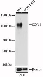 SCYL1 Antibody in Western Blot (WB)