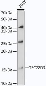 GILZ Antibody in Western Blot (WB)